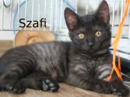 Sasia i Szafi - dwumiesięczne kotki czekają na domek!